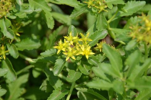 Rhodiola rosea seed