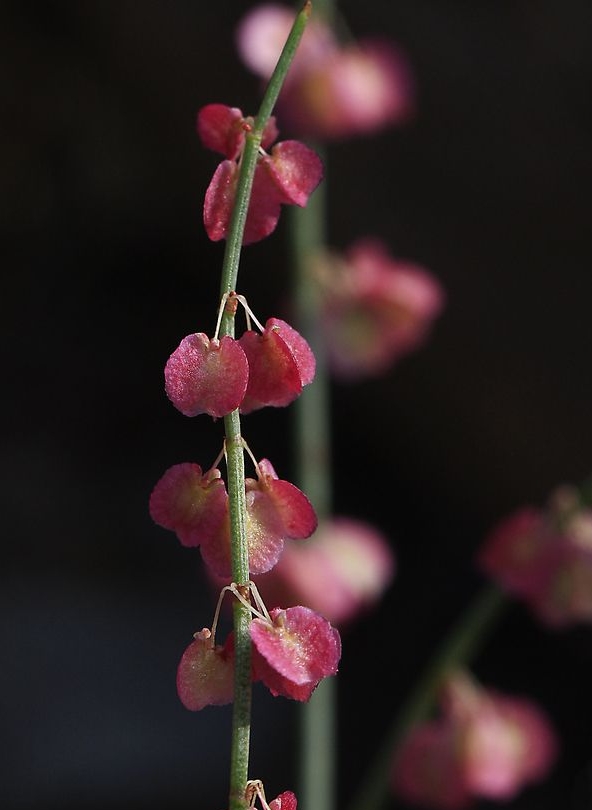 Rumex hastatus seed