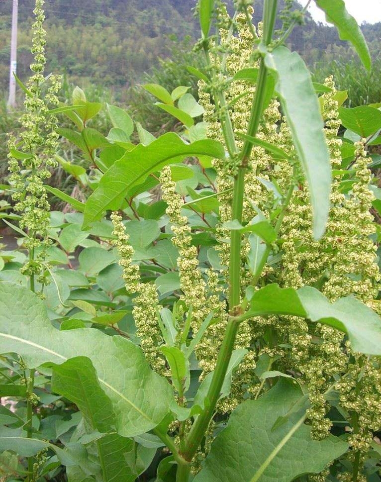 Rumex patientia seed