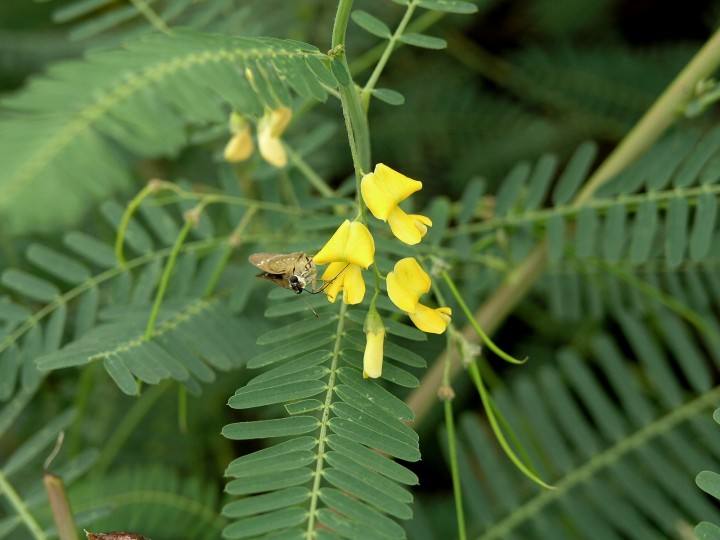 Sesbania cannabina seed