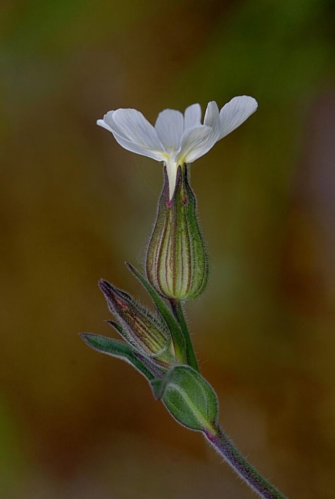 Silene latifolia seed