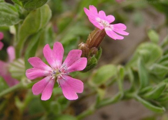 Silene pendula seed