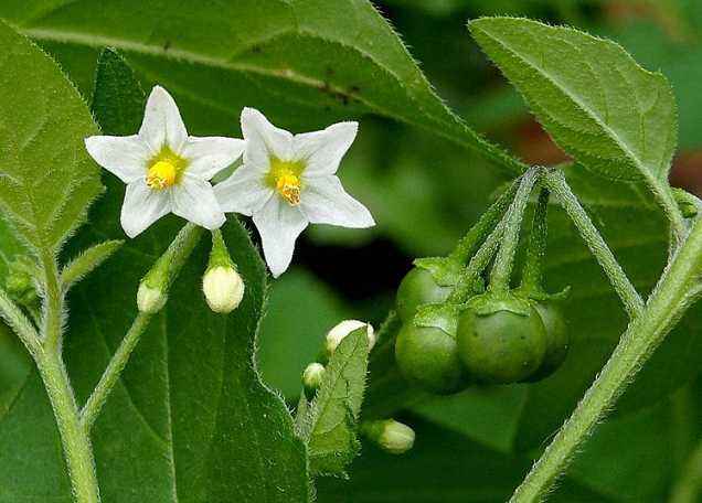 Solanum dulcamara seed