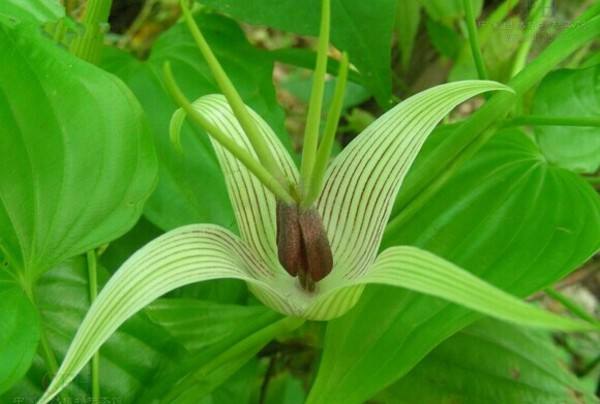 Stemona japonica seed