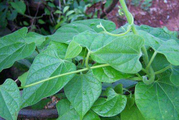 Tinospora capillipes seed