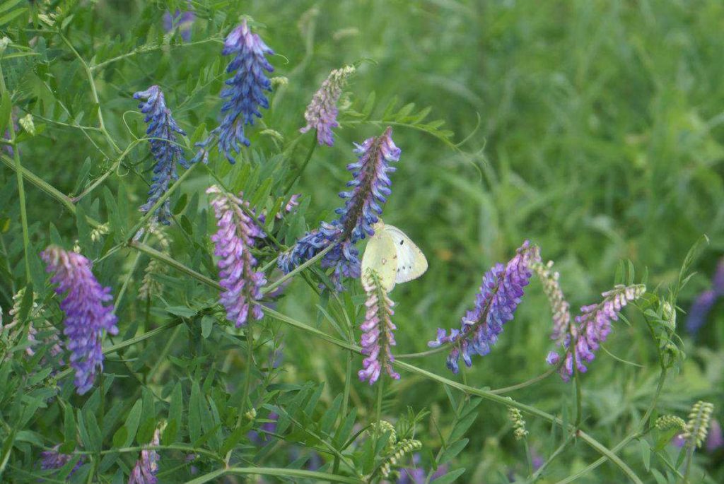 Vicia villosa seed