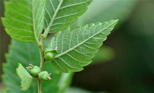 Zelkova schneideriana seed