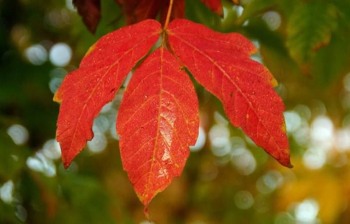 Acer mandshuricum seed