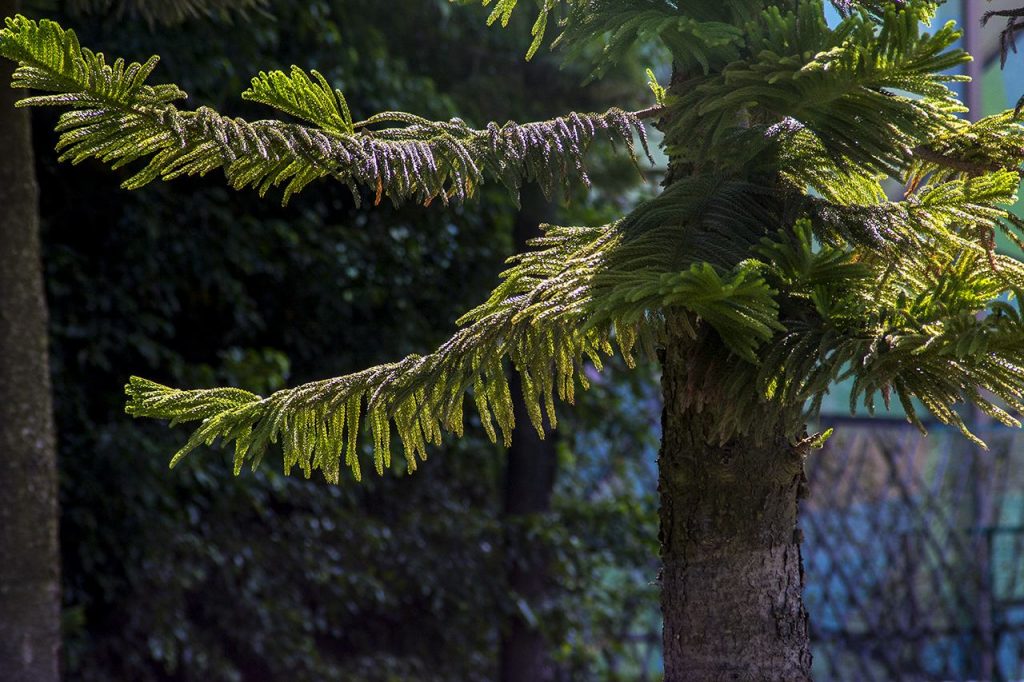 Araucaria cunninghamii seed