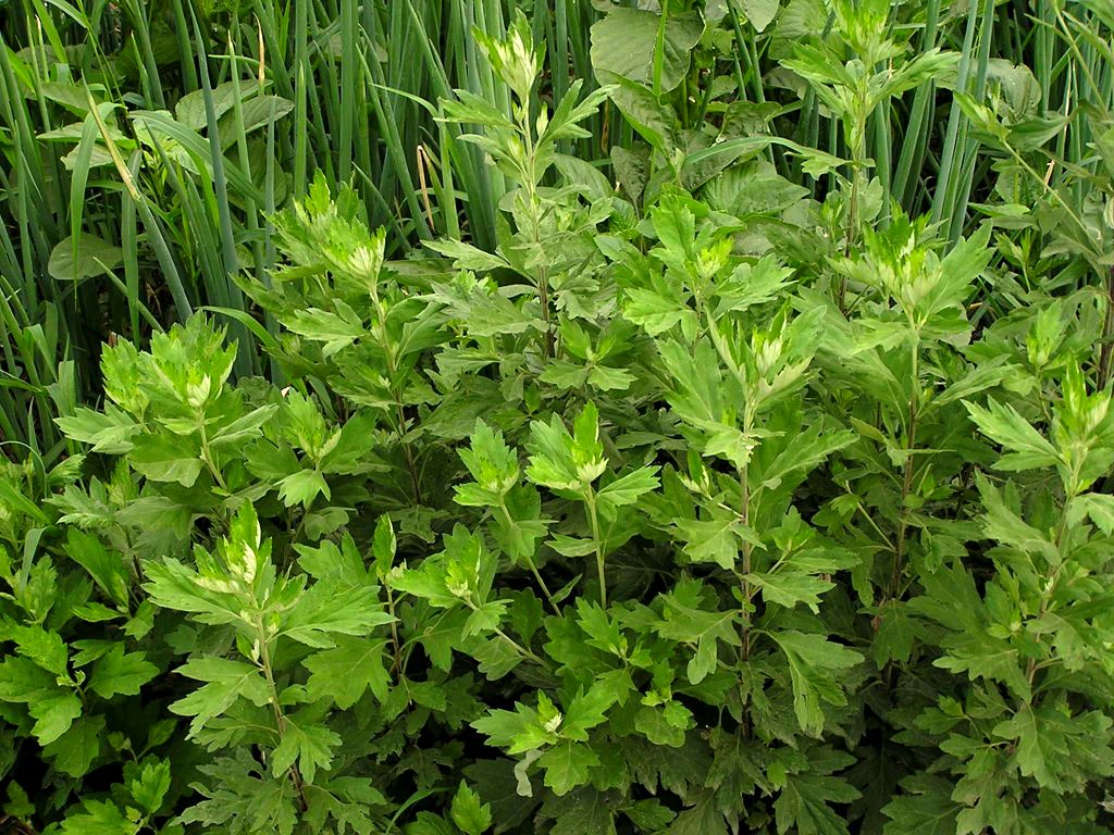 artemisia-montana-seed-bell-garden-company-wholesale-plant-seeds