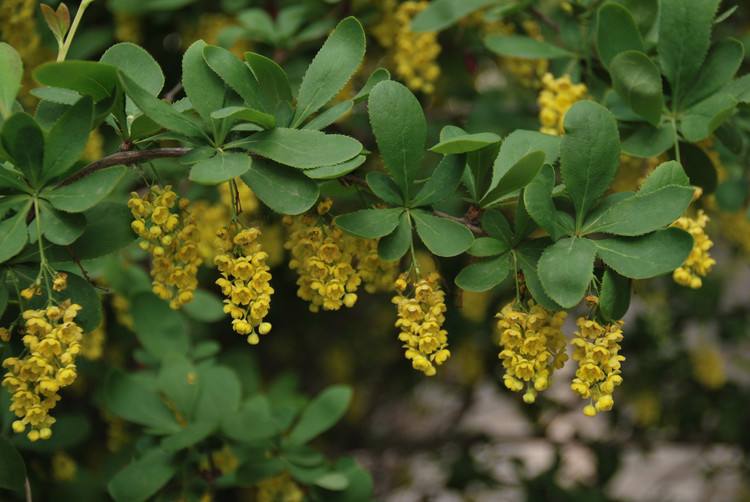 Berberis soulieana seed