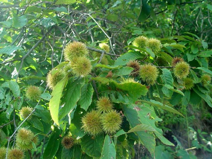 Castanea seguinii seed