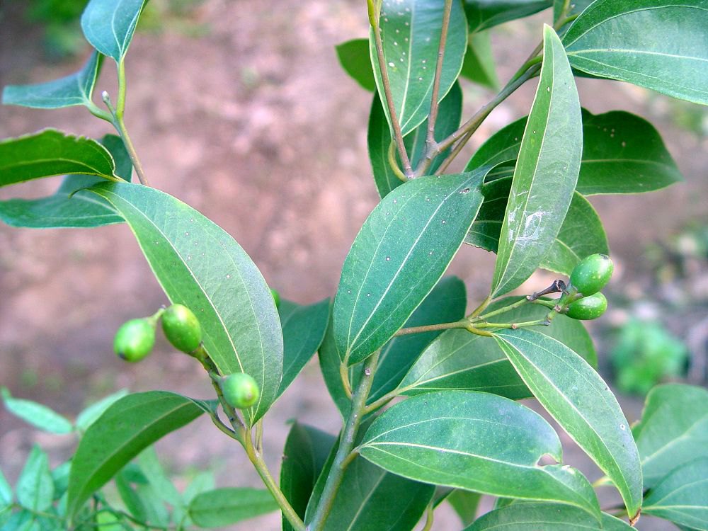 Cinnamomum cassia seed