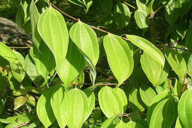 Cinnamomum verum seed