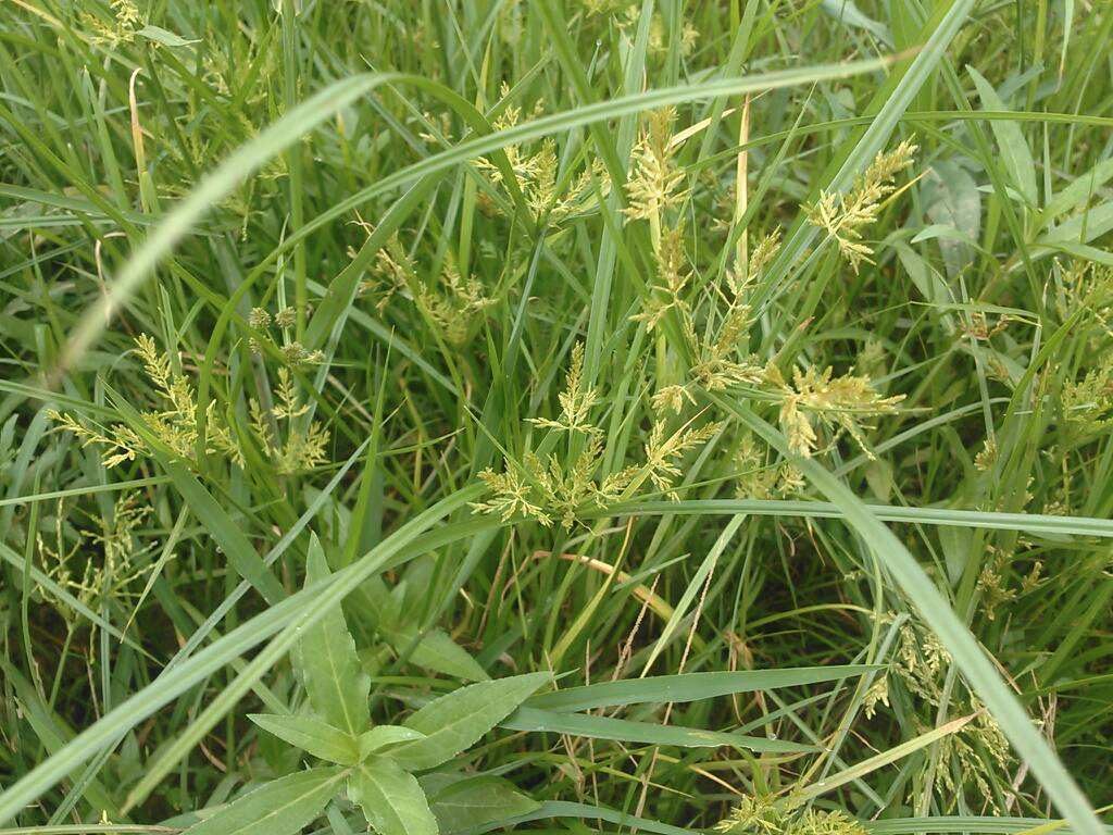 Cyperus iria seed