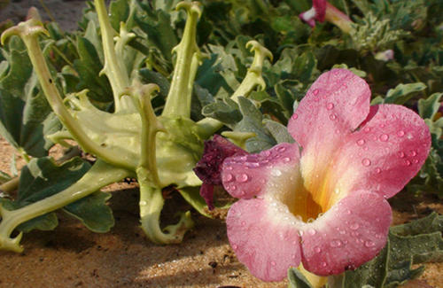 Harpagophytum procumbens seed