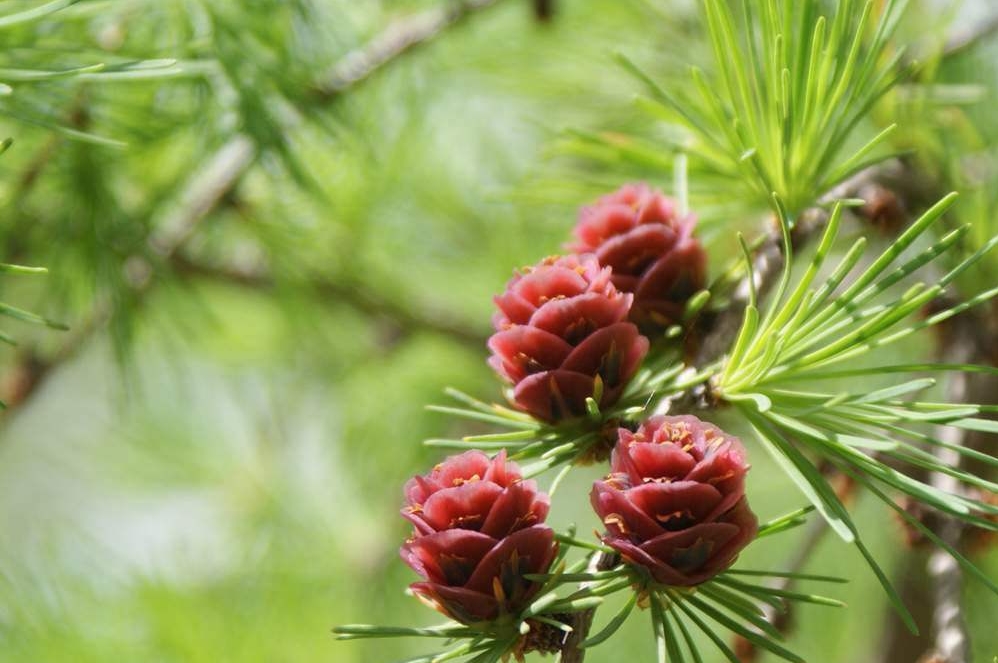 Larix sibirica seed