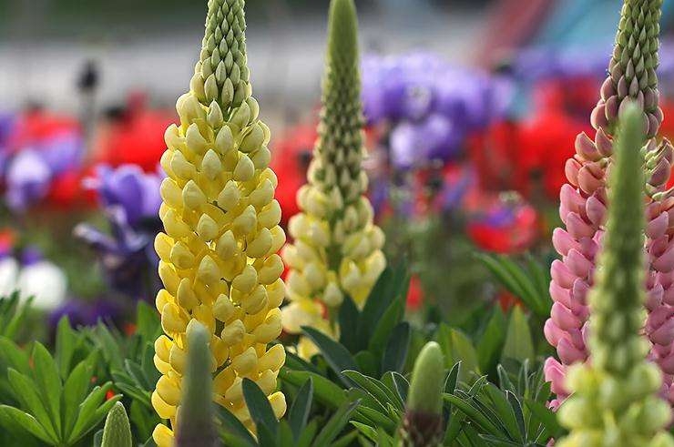 Lupinus luteus seed