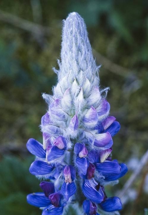 Lupinus micranthus seed