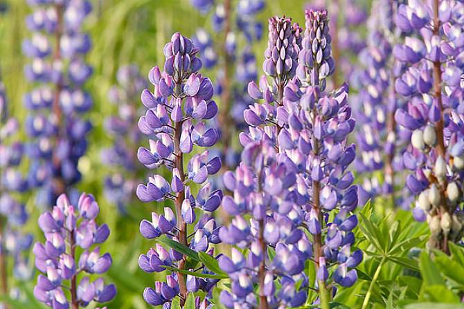 Lupinus palaestinus seed