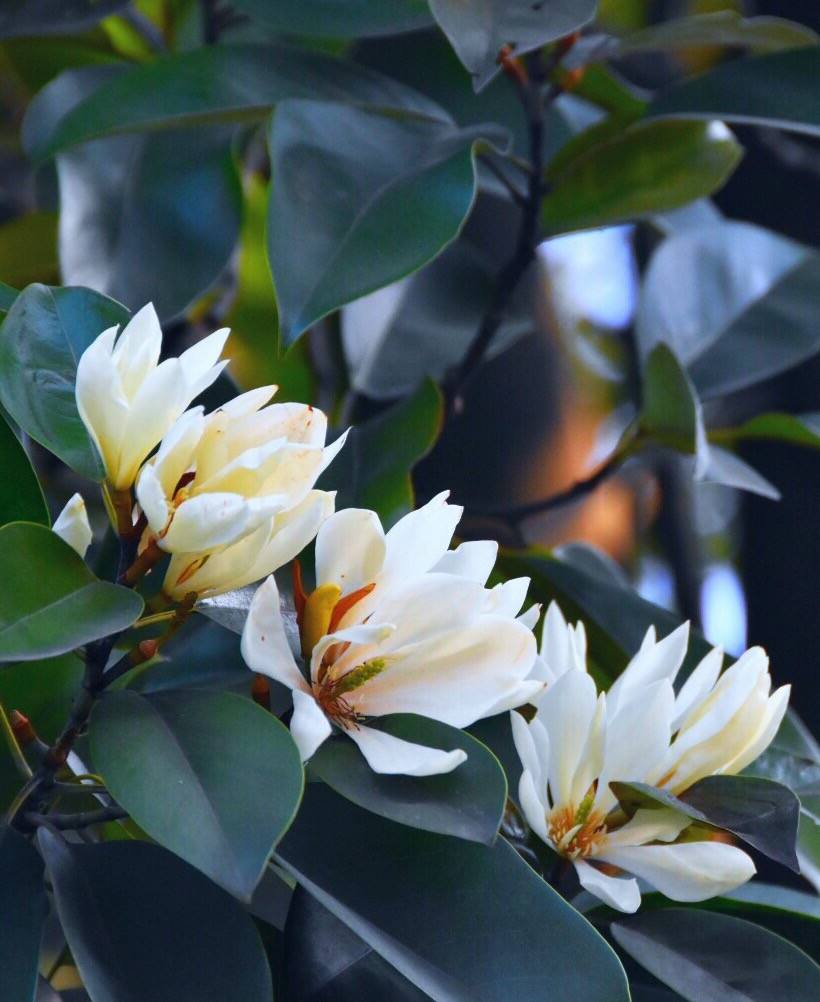 Magnolia macclurei seed