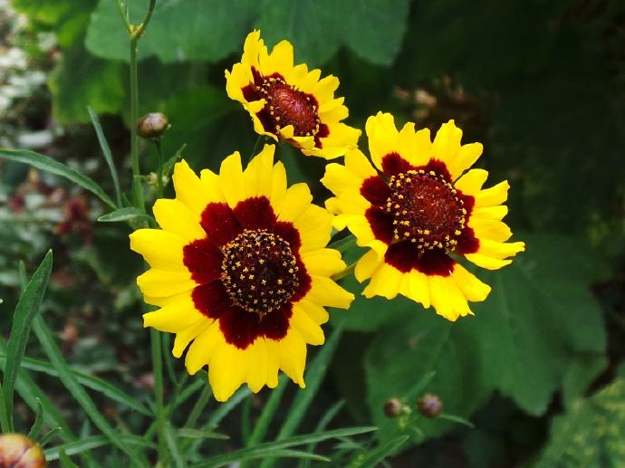 Plains coreopsis seed