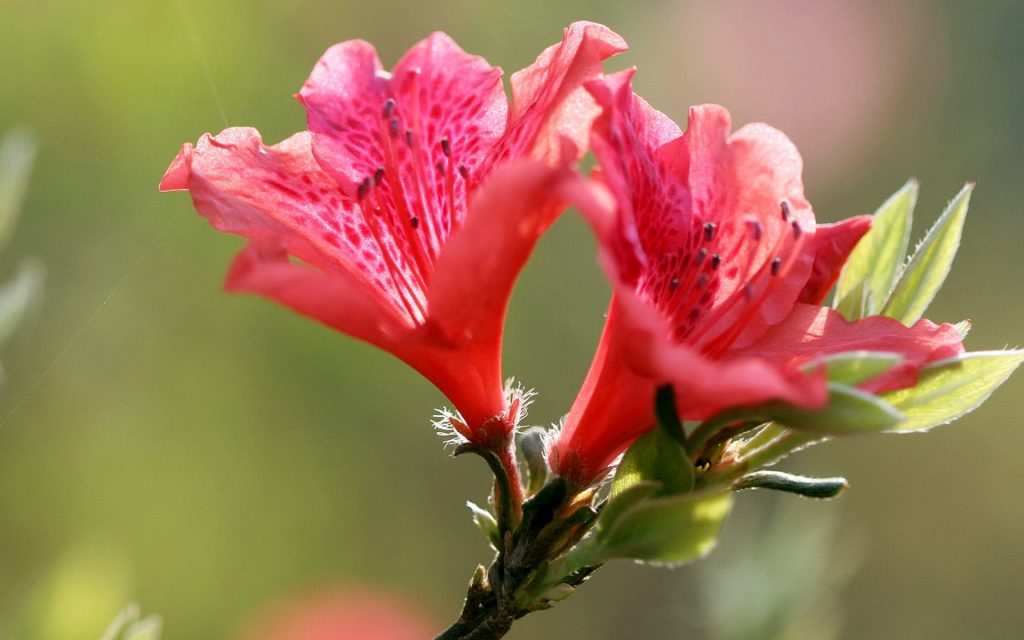 Rhododendron japonicum seed