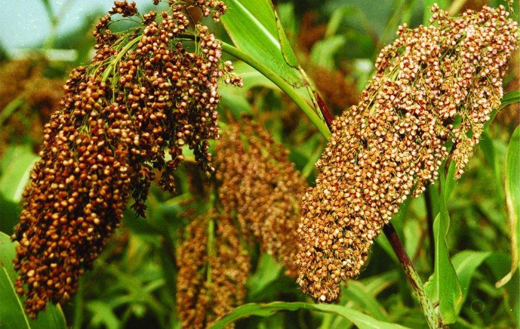 Sorghum bicolor seed