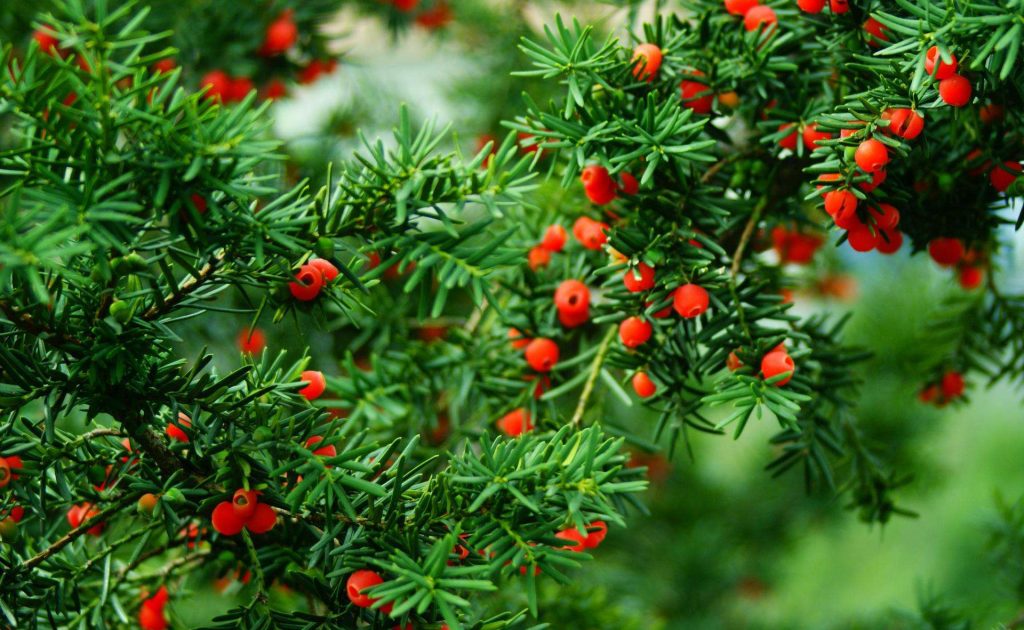 Taxus media seed