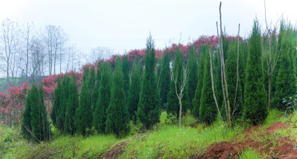 Thuja compacta seed