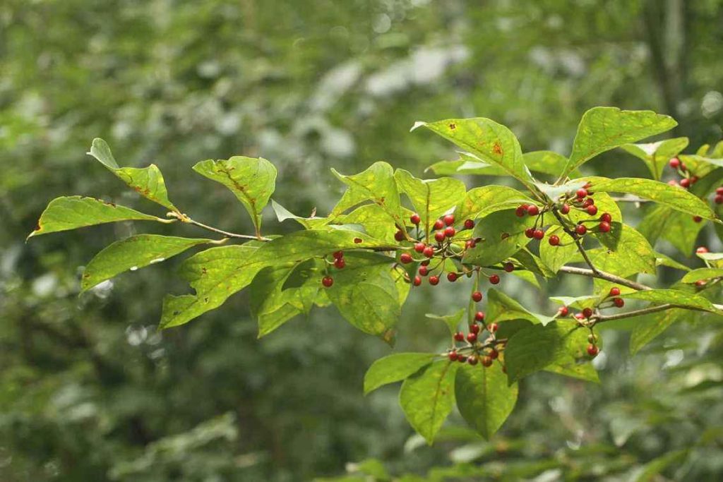 Lindera erythrocarpa seed