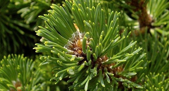 Abies durangensis seed