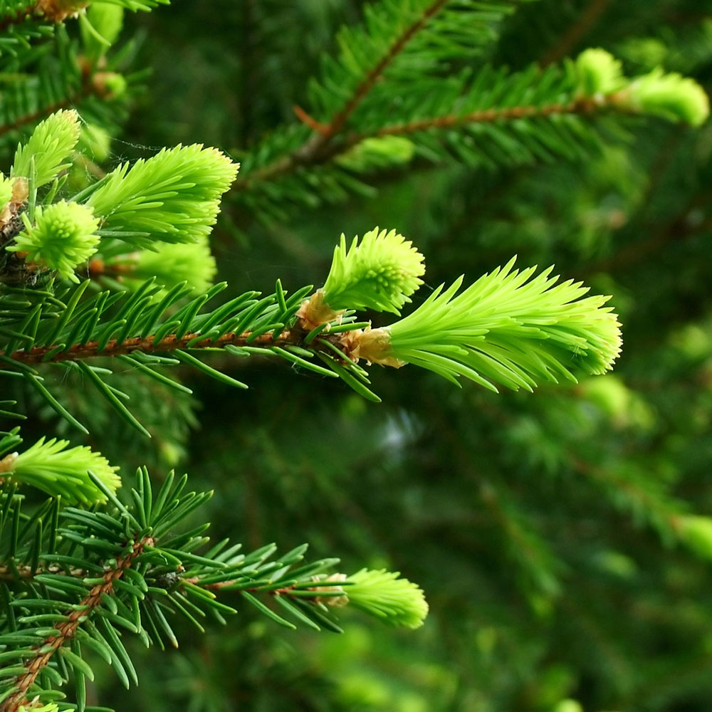 Abies religiosa seed