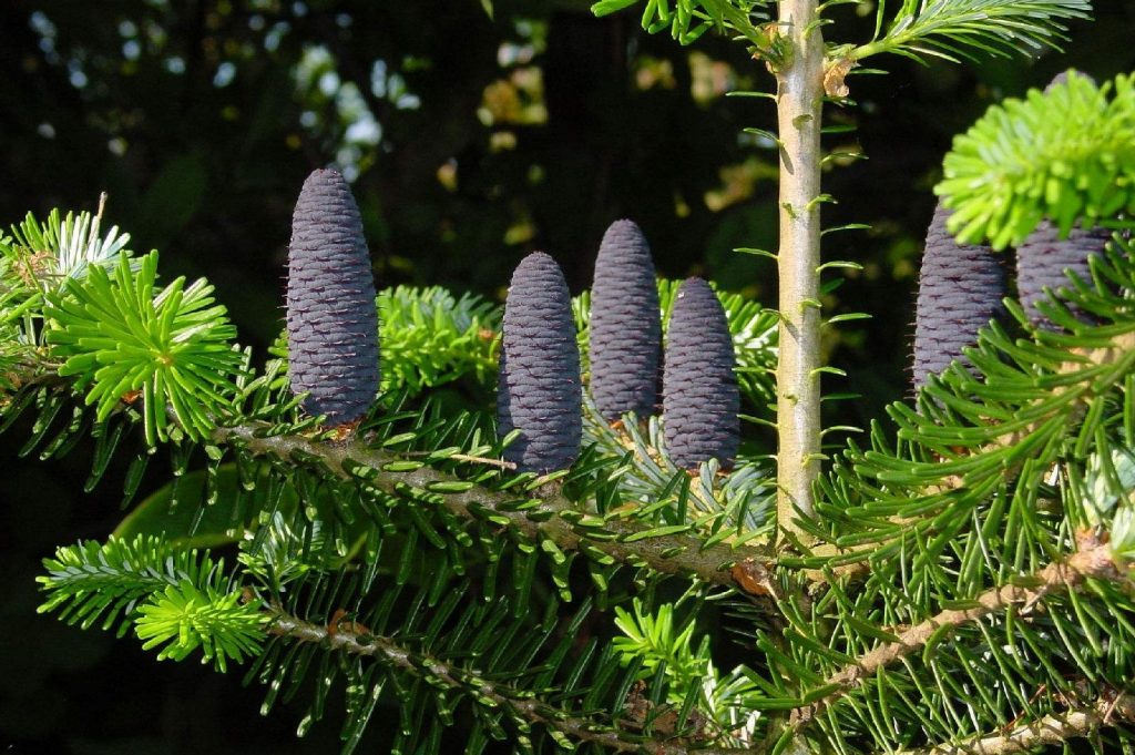 Abies vejarii seed