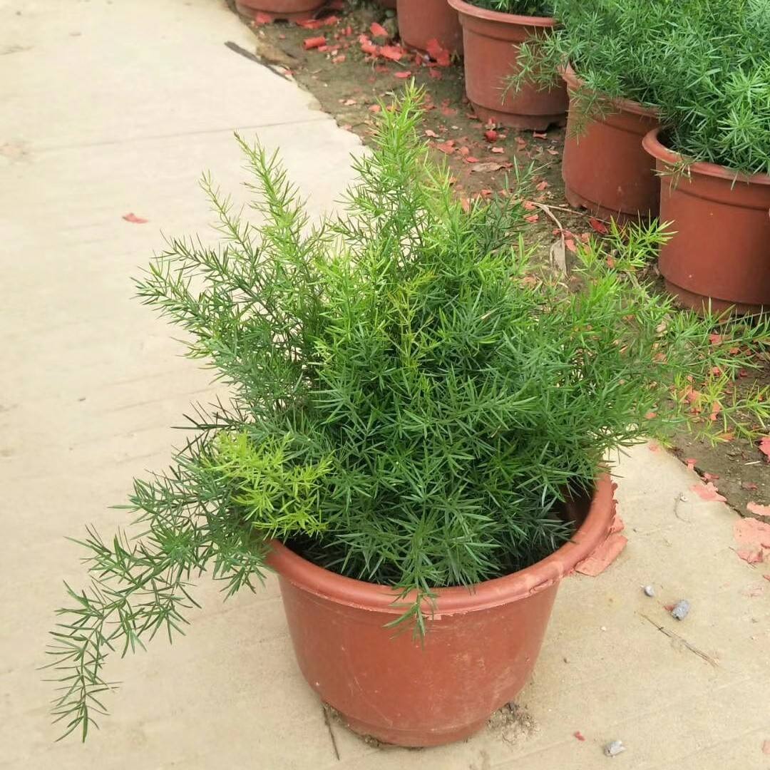 Asparagus Sprengeri seed BELL Garden Company,Wholesale Plant seeds