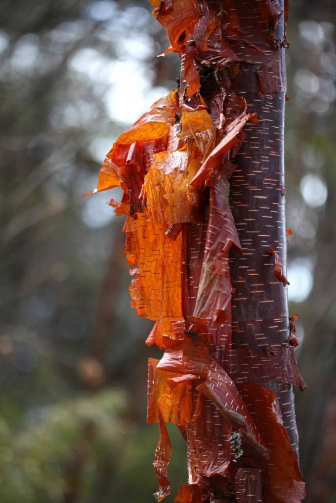 Betula albosinensis seed