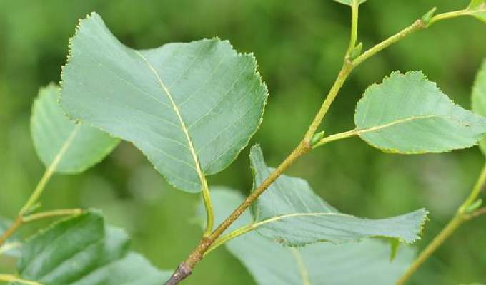 Betula utilis seed