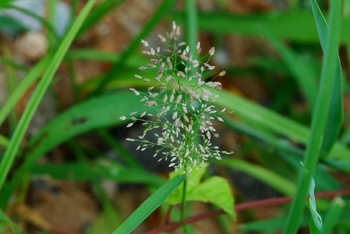 Apera spica-venti seed