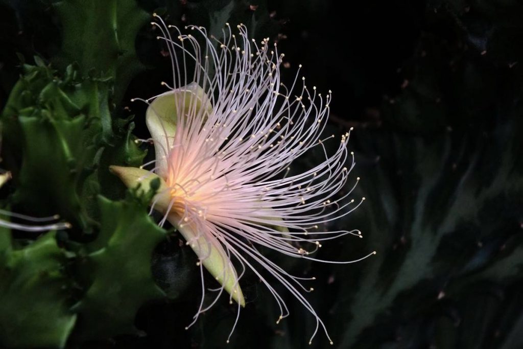 Barringtonia racemosa seed