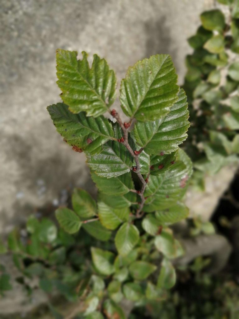 Betula luminifera seed