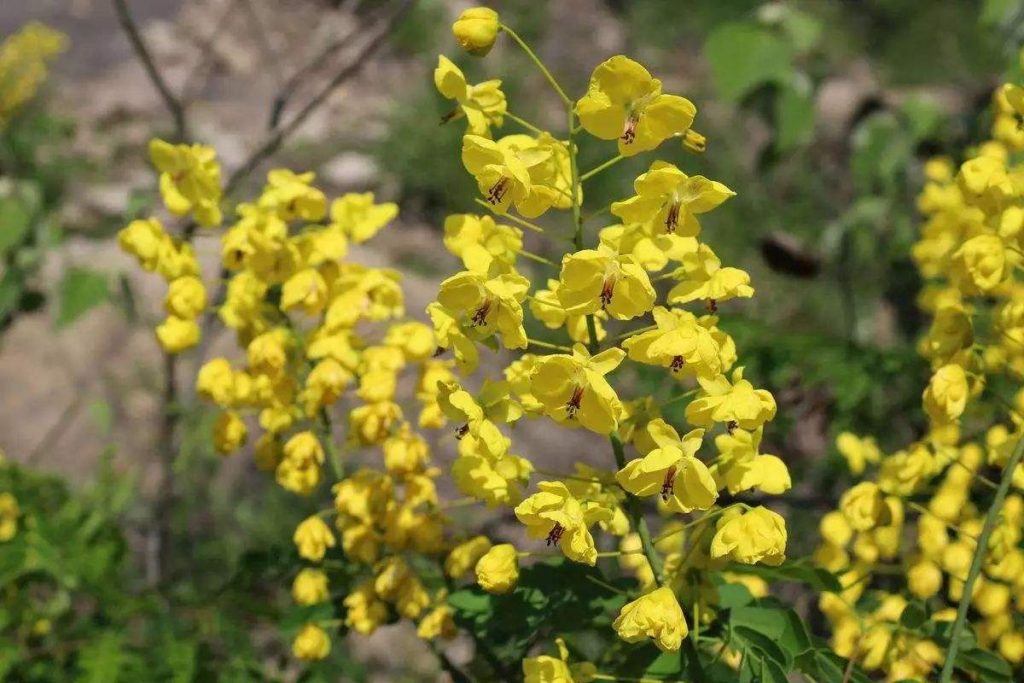 Caesalpinia decapetala seed