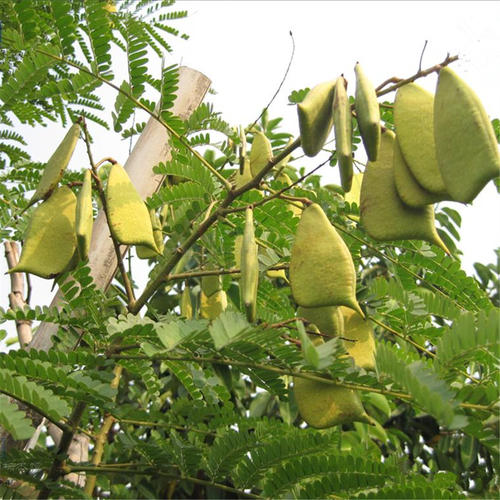 Caesalpinia sappan seed