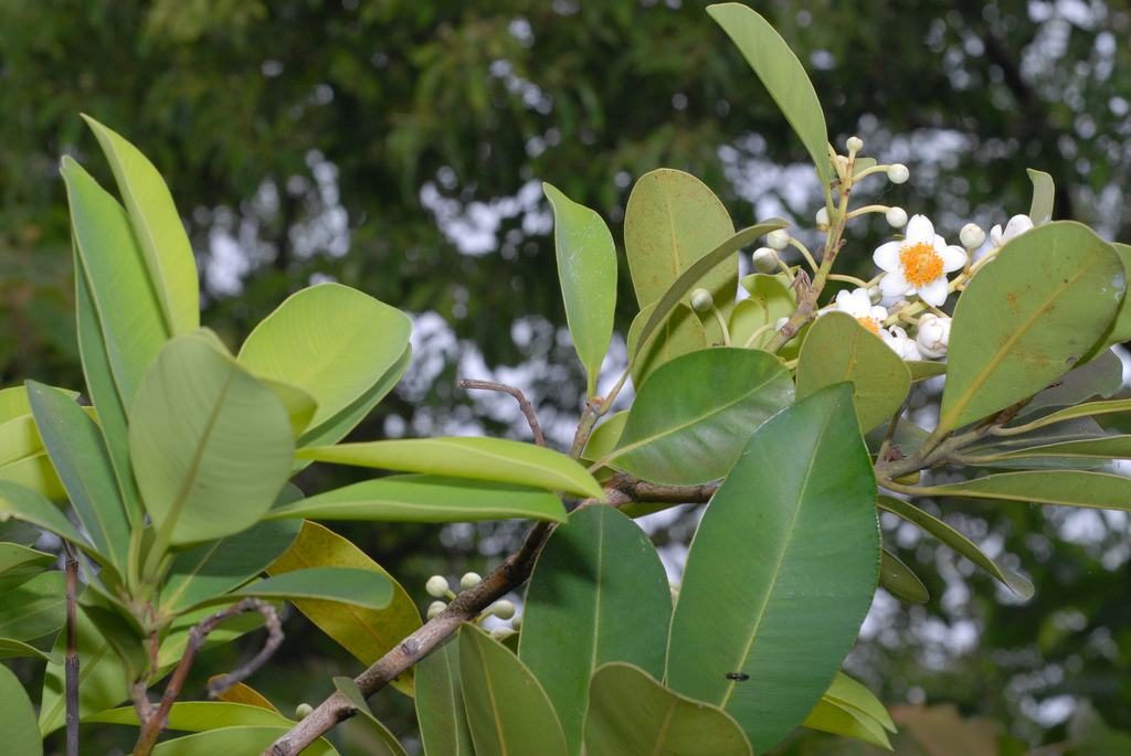 Calophyllum inophyllum seed