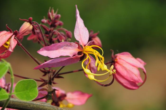 Cassia bakeriana seed