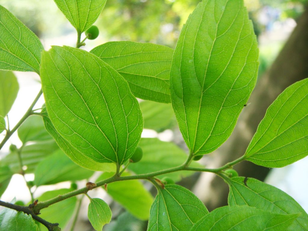 Celtis bungeana seed