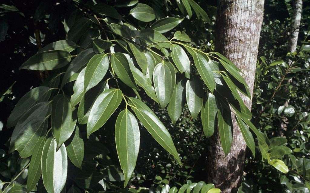 Cinnamomum kotoense seed