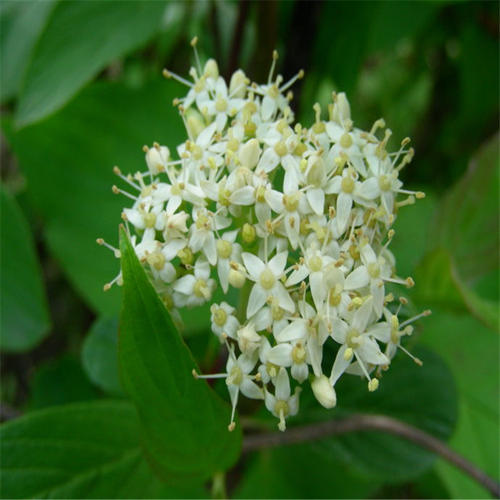 Cornus controversa seed