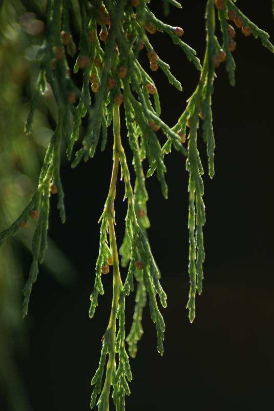 Cupressus funebris seed