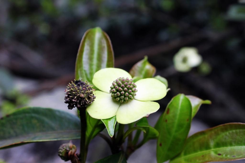 Dendrobenthamia hongkongensis seed