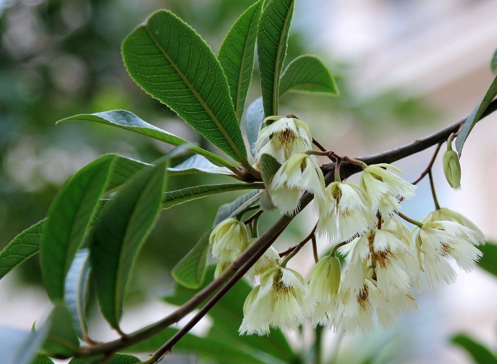 Elaeocarpus balansae seed